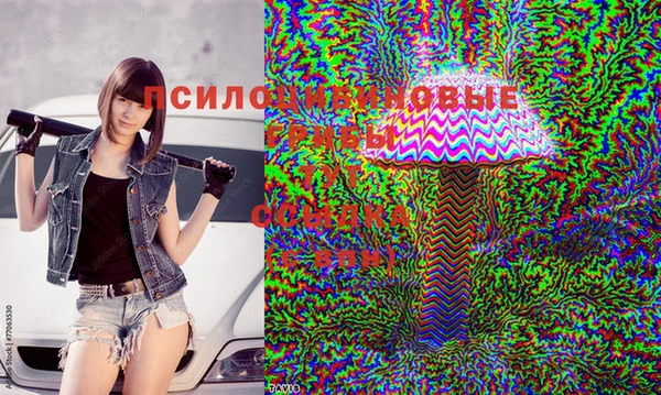 прущие грибы Баксан