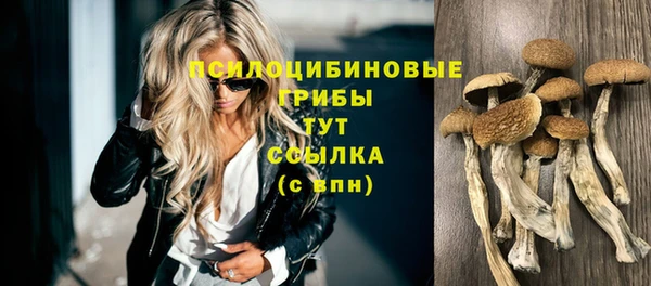 прущие грибы Баксан